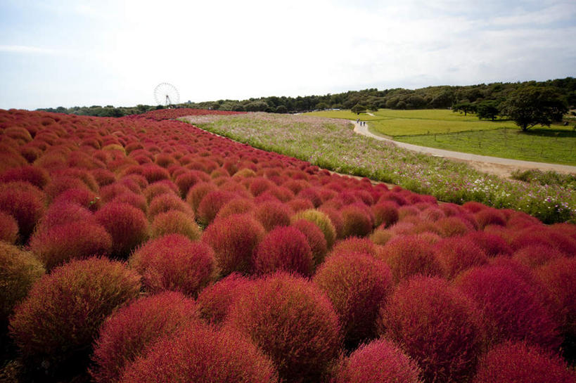 无人,横图,俯视,室外,白天,旅游,度假,花海,花圃,美景,植物,叶子,日本,亚洲,许多,盛开,景观,云,云朵,花蕾,云彩,娱乐,花,花瓣,花朵,花卉,鲜花,树,树木,红色,蓝色,绿色,白云,蓝天,天空,自然,花丛,花束,花田,天,花苞,花蕊,享受,休闲,景色,放松,生长,晴朗,成长,自然风光,东亚,本州,茨城,茨城县,关东地方,本州岛,日本国,地肤,地麦,扫帚菜,扫帚苗,晴空,彩图,高角度拍摄