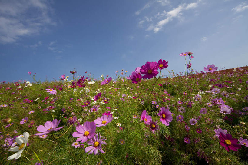 无人,横图,室外,白天,正面,旅游,度假,自由,幸福,花海,花圃,美景,植物,叶子,日本,亚洲,盛开,景观,云,云朵,波斯菊,花蕾,云彩,娱乐,花,花瓣,花朵,花卉,鲜花,树,树木,粉色,蓝色,绿色,紫色,白色,白云,蓝天,天空,自然,花丛,花束,花田,天,花苞,花蕊,清洁,享受,休闲,菊花,景色,放松,大波斯菊,生长,晴朗,成长,吉祥,自然风光,东亚,本州,茨城,茨城县,关东地方,本州岛,日本国,高洁,秋英,格桑花,秋樱,扫帚梅,八瓣梅,初恋,多情,晴空,彩图,时光