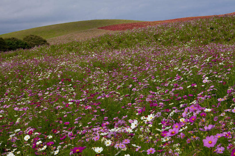 无人,横图,俯视,室外,白天,旅游,度假,自由,幸福,花海,花圃,美景,植物,叶子,日本,亚洲,盛开,景观,云,云朵,波斯菊,花蕾,云彩,娱乐,花,花瓣,花朵,花卉,鲜花,树,树木,粉色,蓝色,绿色,紫色,白色,白云,蓝天,天空,自然,花丛,花束,花田,天,花苞,花蕊,清洁,享受,休闲,菊花,景色,放松,大波斯菊,生长,晴朗,成长,吉祥,自然风光,东亚,本州,茨城,茨城县,关东地方,本州岛,日本国,高洁,秋英,格桑花,秋樱,扫帚梅,八瓣梅,初恋,多情,晴空,彩图,高角度拍摄,时光