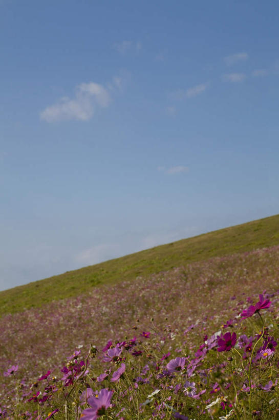 无人,竖图,俯视,室外,白天,旅游,度假,自由,幸福,花海,花圃,美景,植物,叶子,日本,亚洲,盛开,地平线,景观,云,云朵,辽阔,波斯菊,地面,花蕾,云彩,娱乐,花,花瓣,花朵,花卉,鲜花,树,树木,粉色,蓝色,绿色,紫色,白色,白云,蓝天,天空,自然,花丛,花束,花田,天,花苞,花蕊,清洁,享受,休闲,广阔,菊花,景色,放松,大波斯菊,生长,晴朗,成长,一望无际,吉祥,自然风光,延伸,东亚,本州,茨城,茨城县,关东地方,本州岛,日本国,天地相交,高洁,秋英,格桑花,秋樱,扫帚梅,八瓣梅,初恋,多情,无边无际,一马平川,晴空,彩图,高角度拍摄,时光