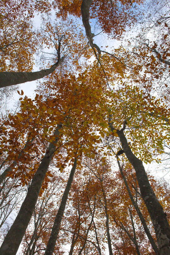无人,竖图,室外,白天,仰视,旅游,度假,美景,秋季,树林,植物,叶子,日本,亚洲,景观,云,云朵,枯叶,落叶,云彩,娱乐,树,树木,蓝色,绿色,白云,蓝天,天空,自然,天,享受,休闲,景色,放松,生长,晴朗,成长,自然风光,东亚,山毛榉,本州,本州岛,日本国,中部地方,新潟,新潟县,麻栎金刚,山毛榉树,叶,叶片,晴空,秋,秋天,彩图,低角度拍摄