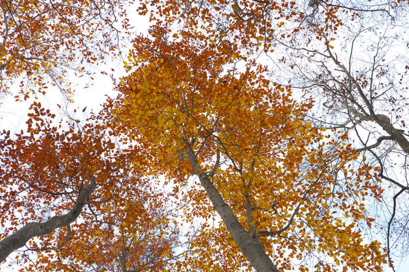 无人,横图,室外,白天,仰视,旅游,度假,美景,秋季,树林,植物,叶子,日本,亚洲,景观,云,云朵,枯叶,落叶,云彩,娱乐,树,树木,蓝色,绿色,白云,蓝天,天空,自然,天,享受,休闲,景色,放松,生长,晴朗,成长,自然风光,东亚,山毛榉,本州,本州岛,日本国,中部地方,新潟,新潟县,麻栎金刚,山毛榉树,叶,叶片,晴空,秋,秋天,彩图,低角度拍摄