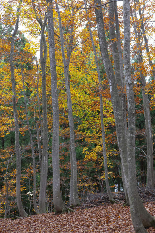 无人,竖图,室外,白天,正面,旅游,度假,美景,秋季,树林,植物,叶子,日本,亚洲,景观,云,云朵,枯叶,落叶,云彩,娱乐,树,树木,蓝色,绿色,白云,蓝天,天空,自然,天,享受,休闲,景色,放松,生长,晴朗,成长,自然风光,东亚,山毛榉,本州,本州岛,日本国,中部地方,新潟,新潟县,麻栎金刚,山毛榉树,叶,叶片,晴空,秋,秋天,彩图