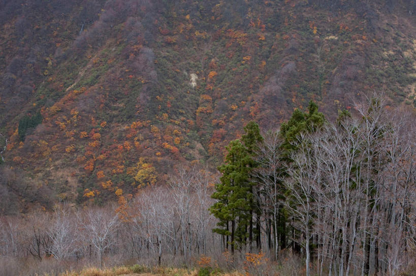 无人,横图,室外,白天,正面,旅游,度假,美景,秋季,山,山脉,树林,植物,叶子,日本,亚洲,景观,山峰,枯叶,落叶,山峦,娱乐,树,树木,绿色,自然,群山,享受,休闲,景色,放松,生长,成长,自然风光,东亚,本州,本州岛,日本国,中部地方,新潟,新潟县,叶,叶片,秋,秋天,彩图