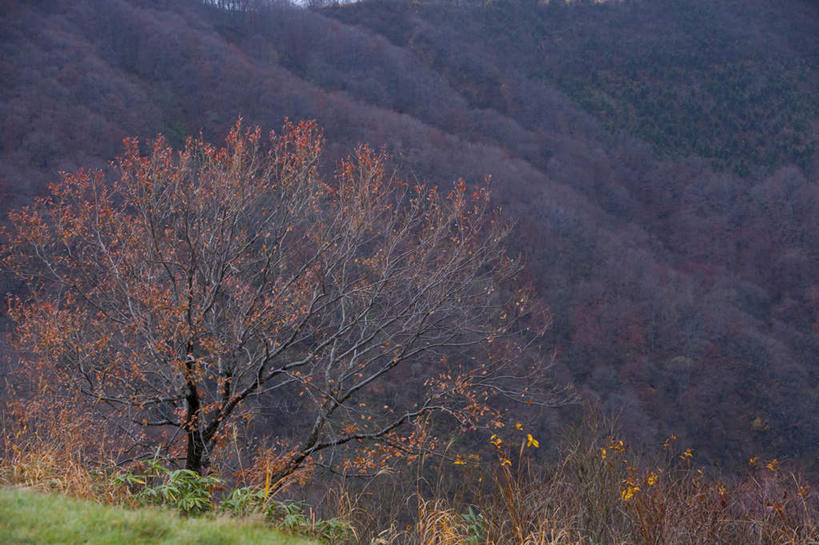 无人,横图,室外,白天,正面,旅游,度假,草地,草坪,美景,秋季,山,山脉,树林,植物,叶子,日本,亚洲,景观,山峰,枯叶,落叶,山峦,娱乐,草,树,树木,绿色,自然,群山,享受,休闲,景色,放松,生长,成长,自然风光,东亚,本州,本州岛,日本国,中部地方,新潟,新潟县,叶,叶片,秋,秋天,彩图