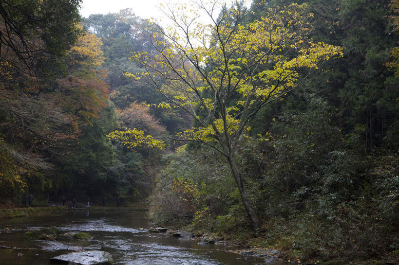 无人,横图,室外,白天,正面,旅游,度假,河流,美景,秋季,水,植物,日本,亚洲,湍急,河水,景观,水流,千叶县,娱乐,树,树木,绿色,自然,享受,休闲,景色,放松,流动,生长,成长,自然风光,流淌,东亚,本州,关东地方,本州岛,日本国,千叶,秋,秋天,彩图