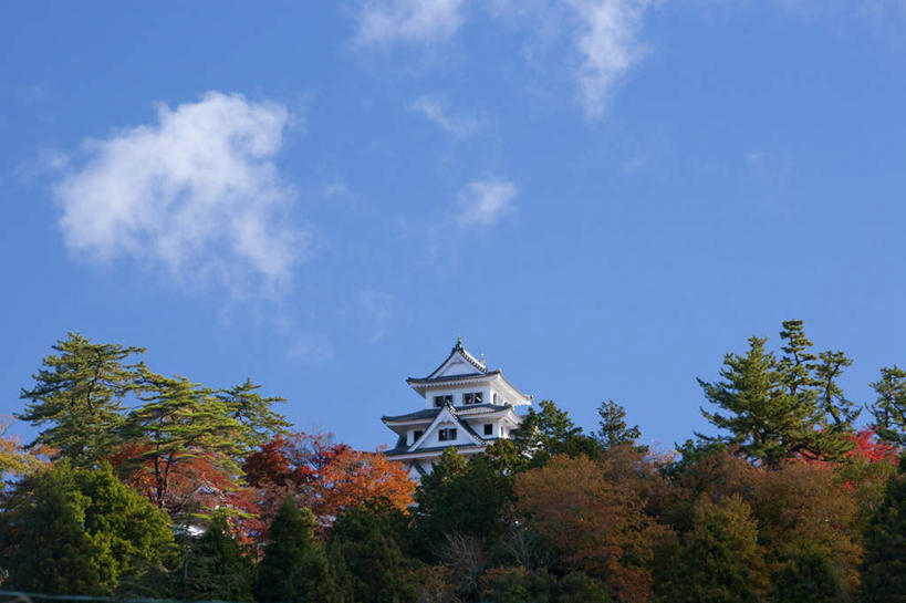 无人,横图,室外,白天,仰视,旅游,度假,美景,秋季,植物,日本,亚洲,许多,景观,云,云朵,云彩,娱乐,裸露,树,树木,黄色,红色,蓝色,绿色,白云,蓝天,天空,自然,天,享受,休闲,景色,放松,生长,晴朗,成长,自然风光,裸,东亚,本州,本州岛,日本国,中部地方,岐阜,岐阜县,晴空,秋,秋天,彩图,低角度拍摄