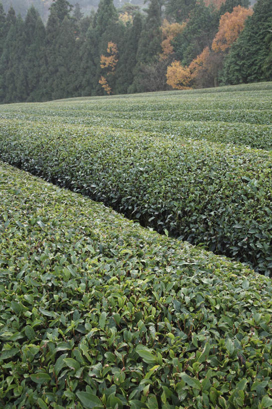 无人,农田,竖图,俯视,室外,白天,旅游,度假,幸福,庄稼,农作物,美景,秋季,树林,植物,茶,叶子,奈良县,日本,亚洲,许多,景观,茶叶,枯叶,落叶,娱乐,茶园,树,树木,红色,绿色,自然,享受,休闲,温馨,景色,放松,乐趣,生长,成长,提神,舒适,自然风光,醒脑,东亚,本州,本州岛,日本国,近畿地方,奈良,近畿,茶山,叶,叶片,秋,秋天,彩图,高角度拍摄,耕地,庄稼田