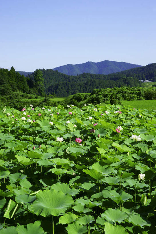 无人,家,农田,竖图,室外,白天,正面,旅游,度假,纯洁,农业,庄稼,农作物,石头,美景,山,山脉,树林,植物,莲花,日本,亚洲,阴影,光线,石子,影子,房屋,屋子,稻田,景观,山顶,山峰,山峦,娱乐,楼房,住宅,树,树木,蓝色,绿色,蓝天,天空,阳光,自然,群山,天,享受,休闲,景色,放松,生长,晴朗,成长,富贵,神圣,自然风光,东亚,纯净,沉积岩,本州,万里无云,本州岛,日本国,中部地方,岐阜,岐阜县,六月花神,正直,颠峰,极峰,水成岩,荷花,六月春,藕花,水芙蓉,石块,岩石,晴空,晴空万里,彩图,耕地,庄稼田,房子