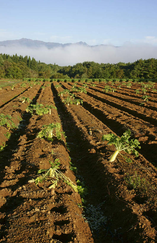 无人,农田,竖图,室外,白天,正面,旅游,度假,庄稼,农作物,石头,美景,山,山脉,树林,植物,雾,萝卜,胡萝卜,日本,亚洲,一排,阴影,朦胧,模糊,整齐,光线,石子,影子,景观,山顶,山峰,田地,云,云朵,山峦,云彩,娱乐,树,树木,排列,蓝色,绿色,白云,蓝天,天空,阳光,自然,群山,天,享受,休闲,景色,放松,生长,晴朗,成长,迷雾,队列,自然风光,东亚,沉积岩,本州,本州岛,日本国,中部地方,岐阜,岐阜县,颠峰,极峰,水成岩,石块,岩石,大雾,晴空,红萝卜,甘荀,彩图,耕地,庄稼田