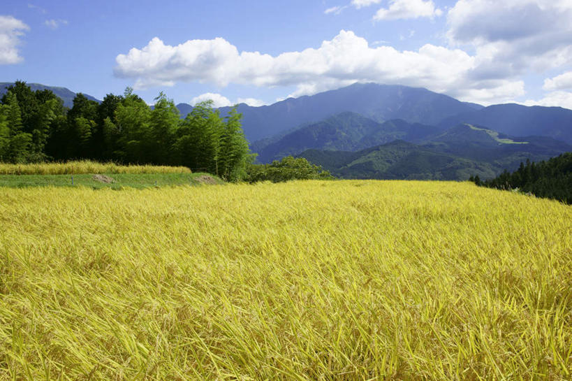 无人,农田,栏杆,横图,室外,白天,正面,旅游,度假,农业,庄稼,农作物,石头,美景,山,山脉,植物,日本,亚洲,阴影,光线,石子,影子,栅栏,稻田,景观,篱笆,山顶,山峰,云,云朵,围栏,山峦,云彩,娱乐,护栏,树,树木,蓝色,绿色,白云,蓝天,天空,阳光,自然,群山,天,享受,休闲,景色,放松,生长,晴朗,成长,自然风光,东亚,沉积岩,本州,本州岛,日本国,中部地方,岐阜,岐阜县,颠峰,极峰,水成岩,石块,岩石,晴空,彩图,耕地,庄稼田