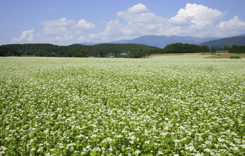 无人,家,农田,横图,室外,白天,正面,旅游,度假,农业,庄稼,农作物,石头,美景,山,山脉,植物,日本,亚洲,许多,阴影,电力,光线,电线,电线杆,石子,线,影子,房屋,屋子,景观,山顶,山峰,云,云朵,电能,山峦,线路,云彩,娱乐,楼房,住宅,树,树木,蓝色,绿色,白云,蓝天,天空,阳光,自然,群山,天,享受,休闲,景色,放松,生长,晴朗,成长,电,电源,自然风光,能量,东亚,沉积岩,本州,本州岛,日本国,中部地方,岐阜,岐阜县,颠峰,极峰,水成岩,石块,岩石,晴空,彩图,耕地,庄稼田,房子