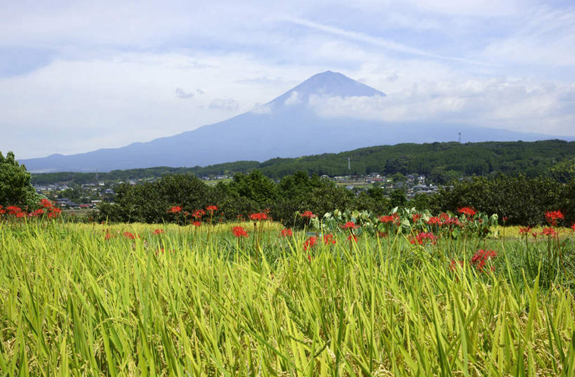 无人,家,农田,横图,室外,白天,正面,旅游,度假,农业,庄稼,农作物,火山,石头,美景,山,山脉,植物,道路,富士山,静冈县,日本,亚洲,许多,阴影,光线,信息,石子,影子,房屋,屋子,稻田,景观,山顶,山峰,云,云朵,朱顶红,灯塔,交通,山峦,云彩,方向,娱乐,楼房,住宅,树,树木,蓝色,绿色,白云,蓝天,天空,阳光,自然,群山,天,享受,休闲,景色,放松,生长,晴朗,成长,引导,指引,百枝莲,柱顶红,孤挺花,华胄兰,对红,自然风光,东亚,沉积岩,本州,本州岛,日本国,中部地方,静冈,山梨,山梨县,航标,颠峰,极峰,水成岩,活火山,石块,死火山,休眠火山,岩石,晴空,彩图,耕地,庄稼田,房子,导航