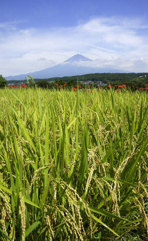 无人,家,农田,竖图,室外,白天,正面,旅游,度假,农业,庄稼,农作物,火山,石头,美景,山,山脉,植物,道路,富士山,静冈县,日本,亚洲,许多,阴影,光线,信息,石子,影子,房屋,屋子,稻田,景观,山顶,山峰,云,云朵,朱顶红,灯塔,交通,山峦,云彩,方向,娱乐,楼房,住宅,树,树木,蓝色,绿色,白云,蓝天,天空,阳光,自然,群山,天,享受,休闲,景色,放松,生长,晴朗,成长,引导,指引,百枝莲,柱顶红,孤挺花,华胄兰,对红,自然风光,东亚,沉积岩,本州,本州岛,日本国,中部地方,静冈,山梨,山梨县,航标,颠峰,极峰,水成岩,活火山,石块,死火山,休眠火山,岩石,晴空,彩图,耕地,庄稼田,房子,导航