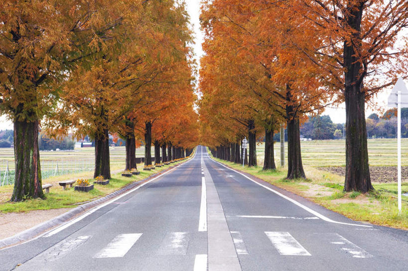 无人,农田,横图,室外,白天,正面,旅游,度假,农业,庄稼,农作物,美景,秋季,植物,道路,路,人行横道,公路,叶子,日本,亚洲,阴影,光线,路标,影子,稻田,景观,人行道,枯叶,落叶,交通,娱乐,树,树木,两个,黄色,红色,绿色,阳光,自然,享受,休闲,景色,放松,生长,成长,自然风光,人行横道线,东亚,本州,本州岛,日本国,近畿地方,近畿,滋贺,滋贺县,叶,叶片,秋,秋天,斑马线,马路,彩图,耕地,庄稼田