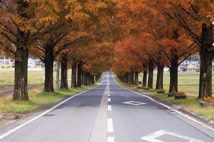 无人,农田,横图,室外,白天,正面,旅游,度假,农业,庄稼,农作物,美景,秋季,植物,道路,路,公路,叶子,日本,亚洲,阴影,光线,影子,稻田,景观,云,云朵,分界线,枯叶,落叶,停车线,交通,云彩,娱乐,树,树木,黄色,红色,蓝色,绿色,白云,蓝天,天空,阳光,自然,天,享受,休闲,景色,放松,生长,晴朗,成长,车行道,车行道分界线,自然风光,标线,东亚,车行线,本州,本州岛,日本国,近畿地方,近畿,滋贺,滋贺县,叶,叶片,晴空,秋,秋天,马路,彩图,耕地,庄稼田