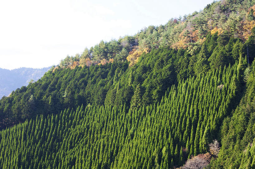 无人,横图,室外,白天,正面,旅游,度假,石头,美景,秋季,山,山脉,树林,植物,叶子,日本,亚洲,一排,阴影,整齐,光线,石子,影子,景观,山顶,山峰,云,云朵,枯叶,落叶,山峦,云彩,娱乐,树,树木,排列,黄色,蓝色,绿色,白云,蓝天,天空,阳光,自然,群山,天,享受,休闲,景色,放松,生长,晴朗,成长,队列,自然风光,东亚,沉积岩,本州,本州岛,日本国,近畿地方,近畿,滋贺,滋贺县,颠峰,极峰,水成岩,叶,叶片,石块,岩石,晴空,秋,秋天,彩图