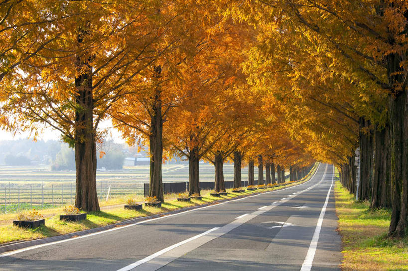 无人,农田,栏杆,横图,室外,白天,正面,旅游,度假,农业,庄稼,农作物,美景,秋季,植物,道路,路,公路,叶子,日本,亚洲,一排,阴影,整齐,光线,影子,栅栏,稻田,景观,篱笆,围栏,分界线,枯叶,落叶,停车线,交通,娱乐,护栏,树,树木,排列,黄色,红色,绿色,阳光,自然,享受,休闲,景色,放松,生长,成长,车行道,车行道分界线,队列,自然风光,标线,东亚,车行线,本州,本州岛,日本国,近畿地方,近畿,滋贺,滋贺县,叶,叶片,秋,秋天,马路,彩图,耕地,庄稼田