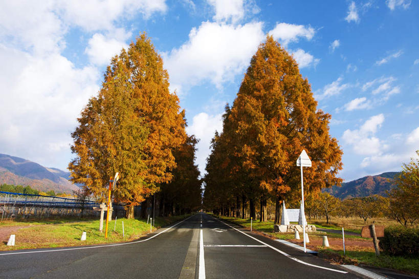 无人,农田,栏杆,横图,室外,白天,正面,旅游,度假,农业,庄稼,农作物,美景,秋季,植物,道路,路,公路,叶子,日本,亚洲,一排,阴影,整齐,光线,路标,影子,栅栏,稻田,景观,篱笆,云,云朵,围栏,分界线,枯叶,落叶,停车线,交通,云彩,娱乐,护栏,树,树木,排列,两个,黄色,红色,蓝色,绿色,白云,蓝天,天空,阳光,自然,天,享受,休闲,景色,放松,生长,晴朗,成长,车行道,车行道分界线,队列,自然风光,标线,东亚,车行线,本州,本州岛,日本国,近畿地方,近畿,滋贺,滋贺县,叶,叶片,晴空,秋,秋天,马路,彩图,耕地,庄稼田