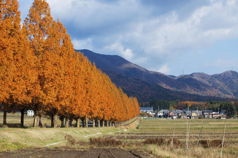 无人,家,农田,横图,室外,白天,正面,旅游,度假,农业,庄稼,农作物,石头,美景,秋季,山,山脉,植物,叶子,日本,亚洲,一排,许多,阴影,整齐,电力,光线,电线,电线杆,石子,线,影子,房屋,屋子,稻田,景观,山顶,山峰,云,云朵,枯叶,落叶,电能,山峦,线路,云彩,娱乐,楼房,住宅,树,树木,排列,黄色,红色,蓝色,绿色,白云,蓝天,天空,阳光,自然,群山,天,享受,休闲,景色,放松,生长,晴朗,成长,电,电源,队列,自然风光,能量,东亚,沉积岩,本州,本州岛,日本国,近畿地方,近畿,滋贺,滋贺县,颠峰,极峰,水成岩,叶,叶片,石块,岩石,晴空,秋,秋天,彩图,耕地,庄稼田,房子