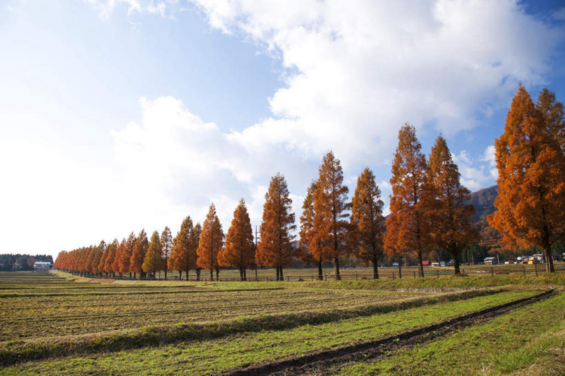 无人,家,农田,栏杆,横图,室外,白天,正面,旅游,度假,农业,庄稼,农作物,石头,美景,秋季,山,山脉,植物,叶子,日本,亚洲,一排,阴影,整齐,光线,石子,影子,栅栏,房屋,屋子,稻田,景观,篱笆,山顶,山峰,云,云朵,围栏,枯叶,落叶,山峦,云彩,娱乐,护栏,楼房,住宅,树,树木,排列,黄色,红色,蓝色,绿色,白云,蓝天,天空,阳光,自然,群山,天,享受,休闲,景色,放松,生长,晴朗,成长,队列,自然风光,东亚,沉积岩,本州,本州岛,日本国,近畿地方,近畿,滋贺,滋贺县,颠峰,极峰,水成岩,叶,叶片,石块,岩石,晴空,秋,秋天,彩图,耕地,庄稼田,房子