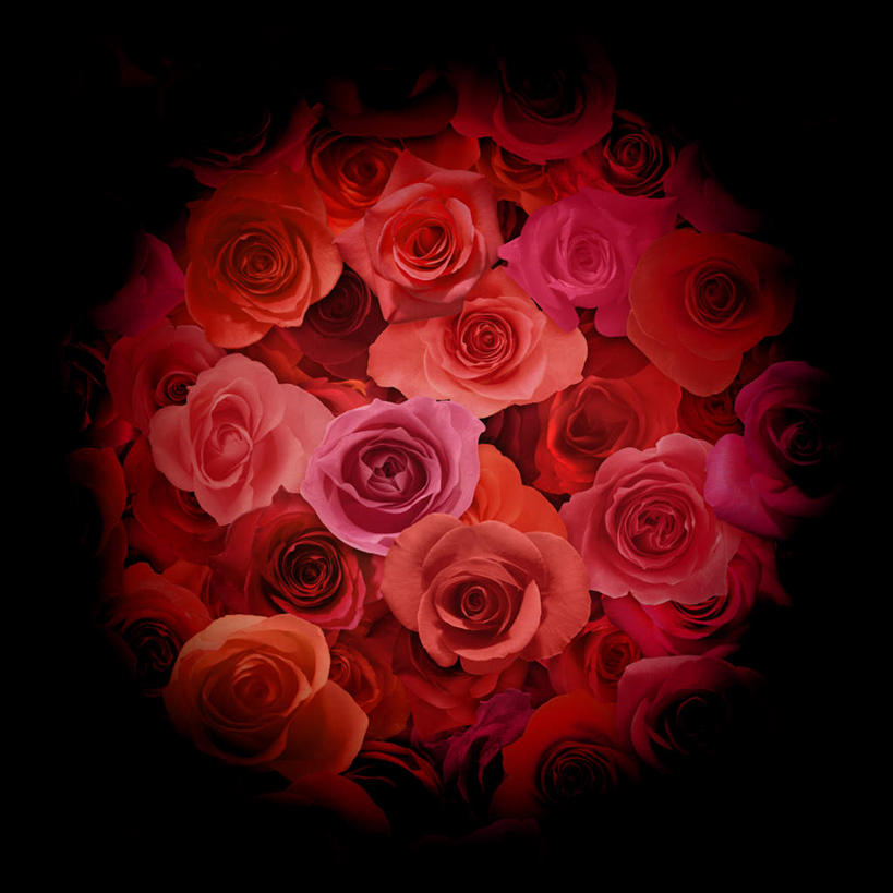 无人,方图,插画,室内,白天,正面,爱情,幸福,纯洁,热情,数码,科技,玫瑰,许多,阴影,黑色背景,盛开,网络,玫瑰花,高光,几何,计算机图形,浪漫,合成,花蕾,图画,画,花,花瓣,花朵,鲜花,排列,红色,紫色,花苞,花蕊,温暖,温馨,恩爱,电脑合成图,数码合成图,和睦,队列,感动,漫画,写实,具体,具象,尊敬,天真,刺玫花,徘徊花,墙纸,彩图,融洽