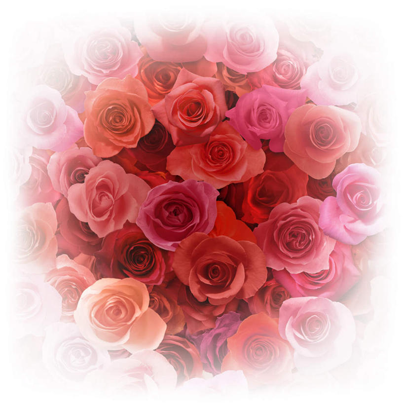 无人,方图,插画,室内,白天,白色背景,正面,爱情,幸福,纯洁,热情,数码,科技,玫瑰,许多,阴影,盛开,网络,玫瑰花,高光,几何,计算机图形,浪漫,合成,花蕾,图画,画,花,花瓣,花朵,鲜花,排列,红色,紫色,花苞,花蕊,温暖,温馨,恩爱,电脑合成图,数码合成图,和睦,队列,感动,漫画,写实,具体,具象,尊敬,天真,刺玫花,徘徊花,墙纸,彩图,融洽