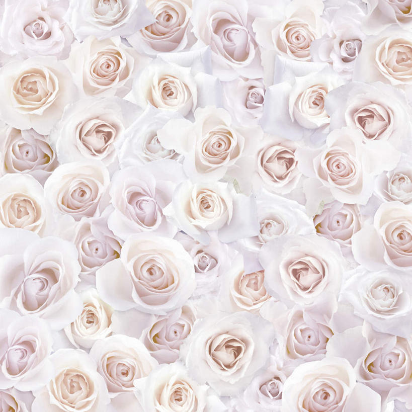 无人,方图,插画,室内,白天,正面,爱情,幸福,纯洁,热情,数码,科技,玫瑰,许多,阴影,盛开,网络,玫瑰花,高光,几何,计算机图形,浪漫,合成,花蕾,图画,画,花,花瓣,花朵,鲜花,排列,白色,花苞,花蕊,温暖,温馨,恩爱,电脑合成图,数码合成图,和睦,队列,感动,漫画,写实,具体,具象,尊敬,天真,刺玫花,徘徊花,墙纸,彩图,融洽