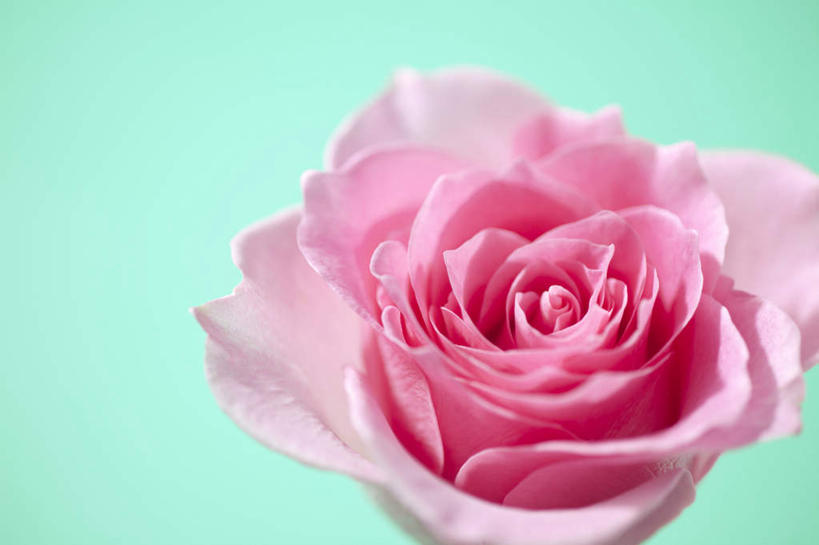 无人,横图,俯视,室内,特写,白天,爱情,幸福,纯洁,热情,玫瑰,许多,绿色背景,阴影,盛开,反射,影子,玫瑰花,浪漫,花蕾,花,花瓣,花朵,鲜花,粉色,花苞,花蕊,温暖,温馨,恩爱,摄影,影棚,和睦,感动,尊敬,天真,刺玫花,徘徊花,彩图,高角度拍摄,影棚拍摄,拍摄,融洽