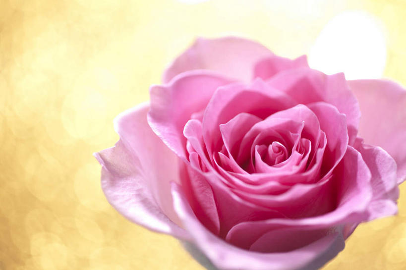 无人,横图,俯视,室内,特写,白天,爱情,幸福,纯洁,热情,玫瑰,许多,阴影,黄色背景,盛开,反射,影子,玫瑰花,浪漫,花蕾,花,花瓣,花朵,鲜花,粉色,花苞,花蕊,温暖,温馨,恩爱,摄影,影棚,和睦,感动,尊敬,天真,刺玫花,徘徊花,彩图,高角度拍摄,影棚拍摄,拍摄,融洽