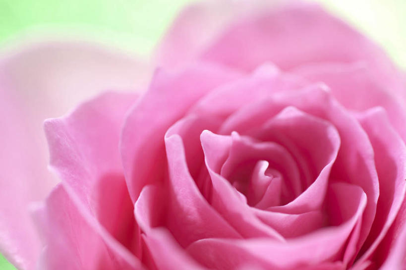 无人,横图,俯视,室内,特写,白天,爱情,幸福,纯洁,热情,玫瑰,许多,绿色背景,阴影,盛开,反射,影子,玫瑰花,浪漫,花蕾,花,花瓣,花朵,鲜花,粉色,花苞,花蕊,温暖,温馨,恩爱,摄影,影棚,和睦,感动,尊敬,天真,刺玫花,徘徊花,彩图,高角度拍摄,影棚拍摄,拍摄,融洽