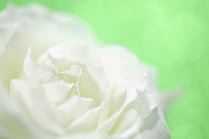 无人,横图,俯视,室内,特写,白天,爱情,幸福,纯洁,热情,玫瑰,许多,绿色背景,阴影,盛开,反射,影子,玫瑰花,浪漫,花蕾,花,花瓣,花朵,鲜花,白色,花苞,花蕊,温暖,温馨,恩爱,摄影,影棚,和睦,感动,尊敬,天真,刺玫花,徘徊花,彩图,高角度拍摄,影棚拍摄,拍摄,融洽