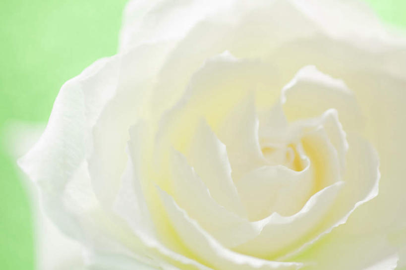 无人,横图,俯视,室内,特写,白天,爱情,幸福,纯洁,热情,玫瑰,许多,绿色背景,阴影,盛开,反射,影子,玫瑰花,浪漫,花蕾,花,花瓣,花朵,鲜花,白色,花苞,花蕊,温暖,温馨,恩爱,摄影,影棚,和睦,感动,尊敬,天真,刺玫花,徘徊花,彩图,高角度拍摄,影棚拍摄,拍摄,融洽