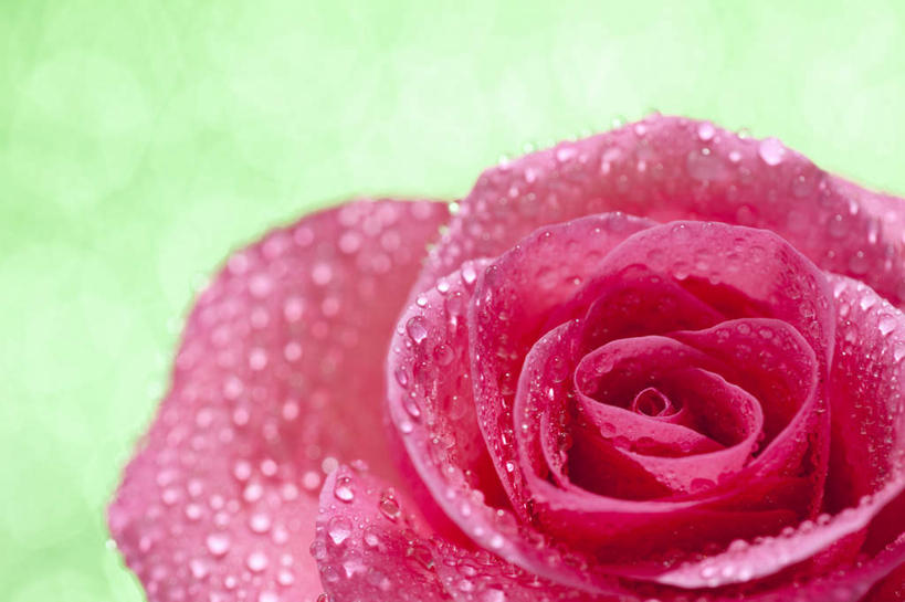 无人,横图,俯视,室内,特写,白天,爱情,幸福,纯洁,热情,水,玫瑰,许多,绿色背景,阴影,盛开,反射,液体,影子,水滴,玫瑰花,浪漫,花蕾,花,花瓣,花朵,鲜花,红色,花苞,花蕊,温暖,温馨,恩爱,摄影,影棚,和睦,感动,尊敬,天真,刺玫花,徘徊花,彩图,高角度拍摄,影棚拍摄,拍摄,融洽