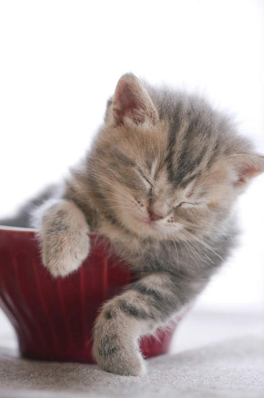 无人,闭眼,睡,竖图,室内,特写,白天,白色背景,正面,宠物,猫,餐具,阴影,反射,毯子,影子,一只,红色,白色,动物,碗,趴着,可爱,搭,摄影,影棚,搭着,猫咪,进餐用具,烹调用具,闭眼睛,闭着眼,闭着眼睛,困,困觉,趴,寝息,睡觉,半身,彩图,影棚拍摄,拍摄