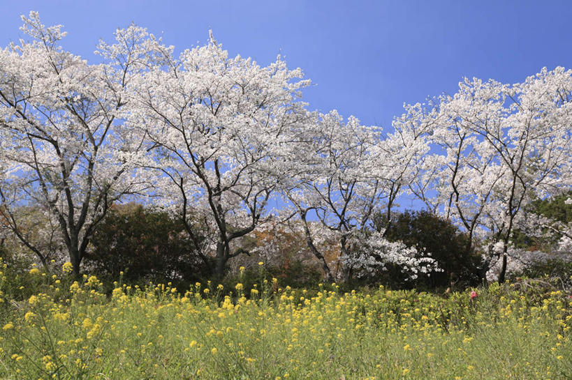 芥末,无人,横图,室外,白天,正面,旅游,度假,幸福,纯洁,草地,草坪,美景,植物,樱花,北海道,日本,亚洲,阴影,光线,影子,景观,草药,药草,娱乐,中药,草,树,树木,蓝色,绿色,蓝天,天空,阳光,自然,天,享受,休闲,景色,放松,生长,晴朗,成长,等待,生命,自然风光,药材,中草药,东亚,山葵,中药材,本草,万里无云,日本国,北海道地方,北海道岛,仙樱花,福岛樱,青肤樱,泽山葵,溪山葵,高尚,芥子末,山嵛菜,芥辣粉,哇沙比,辣根,热烈,晴空,晴空万里,荆桃,彩图