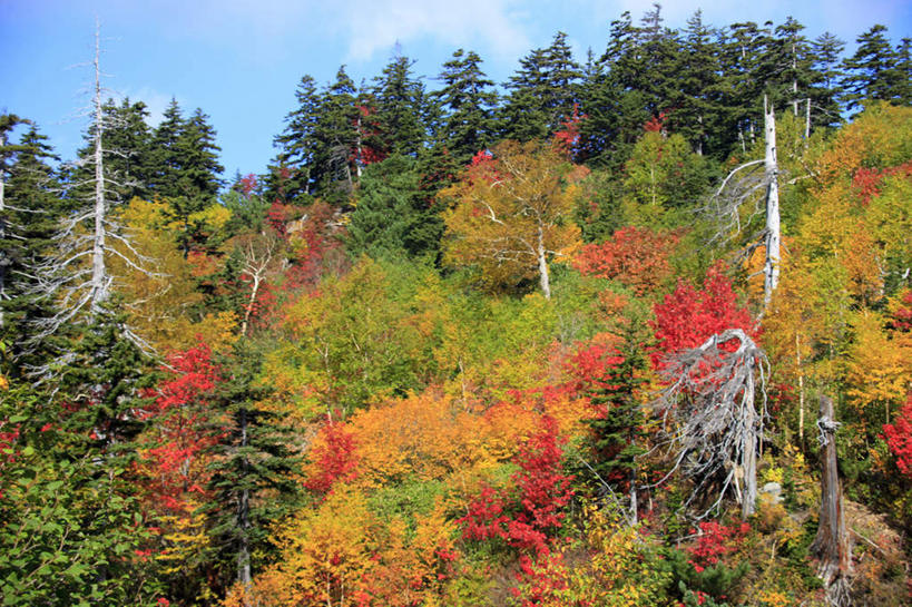 无人,横图,室外,白天,正面,旅游,度假,石头,美景,秋季,山,山脉,树林,植物,北海道,日本,亚洲,一排,许多,阴影,整齐,光线,石子,影子,景观,山顶,山峰,云,云朵,枯树,山峦,云彩,娱乐,树,树木,排列,黄色,红色,蓝色,绿色,白云,蓝天,天空,阳光,自然,群山,天,享受,休闲,景色,放松,生长,晴朗,成长,队列,自然风光,东亚,沉积岩,日本国,北海道地方,北海道岛,道北,颠峰,极峰,水成岩,石块,岩石,晴空,秋,秋天,彩图,上川支厅