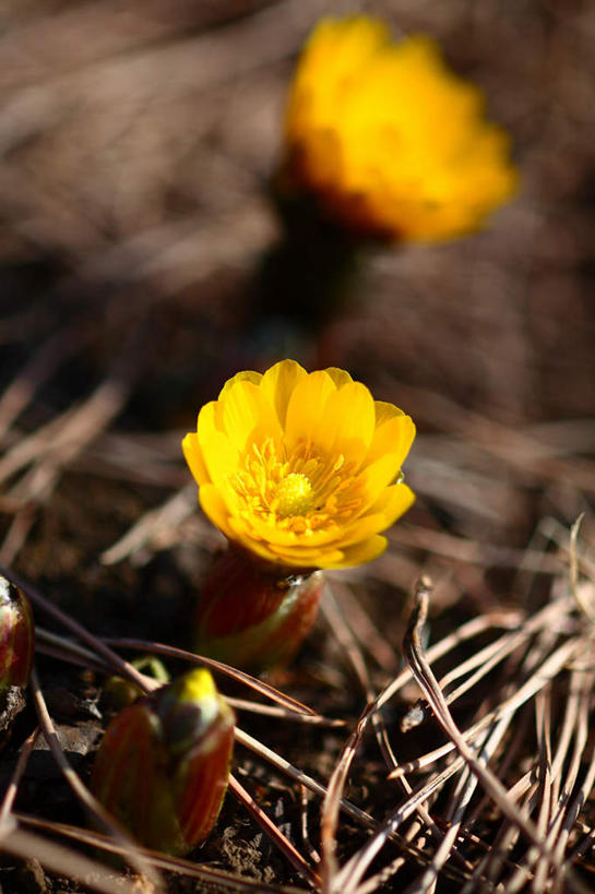 无人,竖图,俯视,室外,特写,白天,旅游,度假,草地,草坪,美景,植物,东京,日本,亚洲,阴影,朦胧,模糊,盛开,光线,影子,景观,花蕾,娱乐,草,花,花瓣,花朵,鲜花,两朵,黄色,绿色,阳光,自然,花苞,花蕊,享受,休闲,景色,放松,自然风光,东亚,本州,关东地方,本州岛,日本国,东京都,福寿草,彩图,高角度拍摄