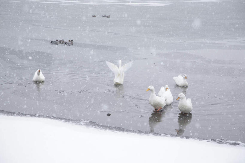 无人,站,横图,俯视,室外,白天,旅游,度假,湖,湖泊,美景,山,山脉,水,雪,植物,大雪,鸟,野生动物,天鹅,大分县,日本,亚洲,许多,阴影,飞行,光线,鸟类,影子,湖面,积雪,景观,山峰,水流,水面,雪景,云,云朵,冬季,冬天,山峦,云彩,注视,娱乐,树,树木,蓝色,绿色,白云,蓝天,天空,阳光,自然,动物,湖水,群山,天,观察,看,趴着,站着,享受,休闲,景色,放松,寒冷,可爱,生长,成长,观看,察看,关注,自然风光,东亚,日本国,九州本岛,九州,九州岛,九州地方,严寒,大分,鹄,趴,站立,彩图,高角度拍摄,全身