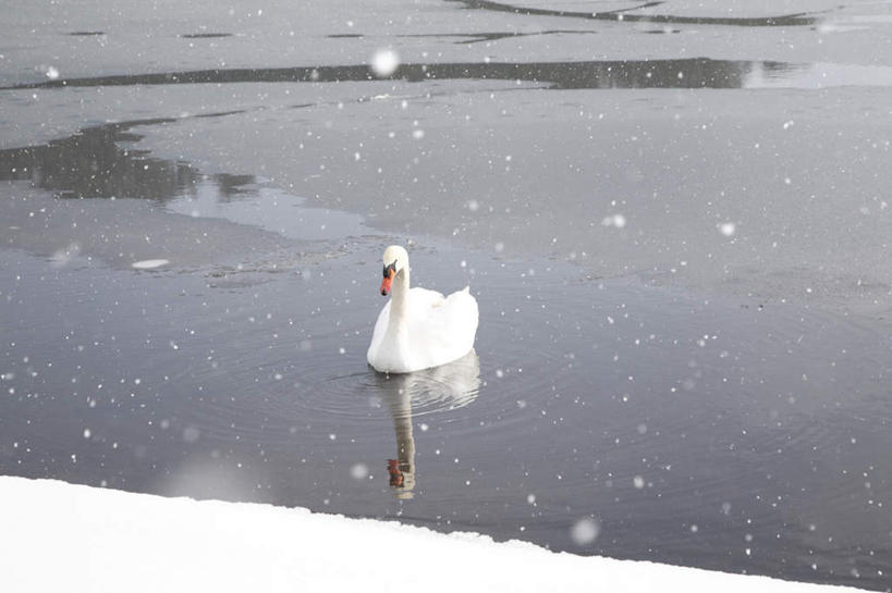 无人,横图,俯视,室外,白天,旅游,度假,河流,美景,水,雪,植物,大雪,鸟,野生动物,天鹅,大分县,日本,亚洲,鸟类,河水,积雪,景观,水流,雪景,冬季,冬天,注视,娱乐,树,树木,一只,绿色,自然,动物,观察,看,趴着,享受,休闲,景色,放松,寒冷,可爱,生长,成长,观看,察看,关注,自然风光,东亚,日本国,九州本岛,九州,九州岛,九州地方,严寒,大分,鹄,趴,彩图,高角度拍摄,全身