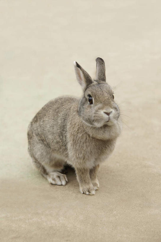 无人,坐,竖图,俯视,室内,特写,白天,哺乳动物,阴影,灰色背景,反射,兔子,瓷砖,地砖,影子,地面,注视,一只,灰色,动物,观察,看,摄影,影棚,观看,兔,察看,关注,坐着,彩图,高角度拍摄,全身,影棚拍摄,拍摄
