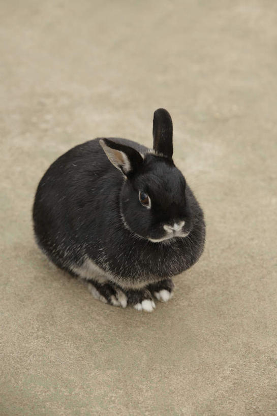 无人,坐,竖图,俯视,室内,特写,白天,哺乳动物,阴影,灰色背景,反射,兔子,瓷砖,地砖,影子,地面,注视,一只,黑色,动物,观察,看,摄影,影棚,观看,兔,察看,关注,坐着,彩图,高角度拍摄,全身,影棚拍摄,拍摄