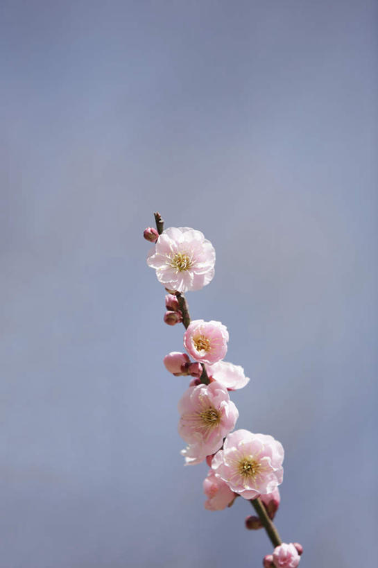 无人,竖图,室外,特写,白天,正面,旅游,度假,美景,植物,樱花,东京,日本,亚洲,阴影,朦胧,模糊,盛开,光线,影子,景观,花蕾,娱乐,花,花瓣,花朵,鲜花,树,树木,树枝,粉色,蓝色,绿色,蓝天,天空,阳光,自然,天,花苞,花蕊,享受,休闲,景色,放松,生长,成长,自然风光,东亚,本州,关东地方,本州岛,日本国,东京都,仙樱花,福岛樱,青肤樱,荆桃,彩图
