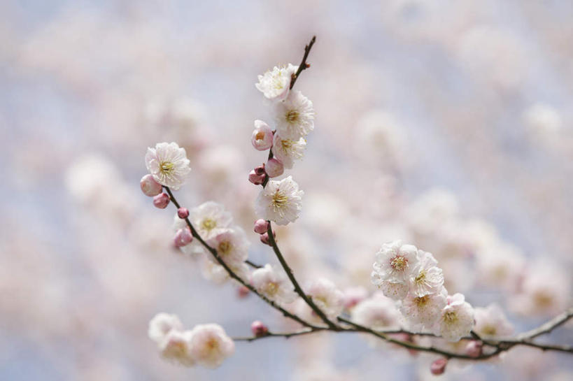 无人,横图,室外,特写,白天,正面,旅游,度假,美景,植物,樱花,东京,日本,亚洲,阴影,朦胧,模糊,盛开,光线,影子,景观,花蕾,娱乐,花,花瓣,花朵,鲜花,树,树木,树枝,粉色,蓝色,绿色,蓝天,天空,阳光,自然,天,花苞,花蕊,享受,休闲,景色,放松,生长,成长,自然风光,东亚,本州,关东地方,本州岛,日本国,东京都,仙樱花,福岛樱,青肤樱,荆桃,彩图