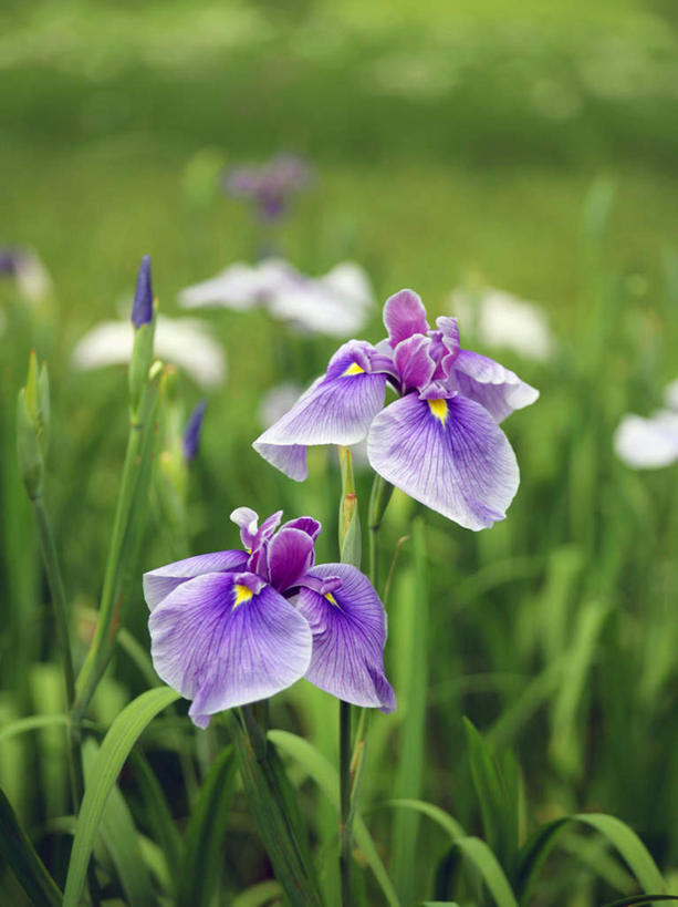 无人,竖图,俯视,室外,特写,白天,旅游,度假,美景,植物,叶子,东京,日本,亚洲,阴影,朦胧,模糊,盛开,光线,影子,景观,绿叶,草药,花蕾,娱乐,中药,花,花瓣,花朵,鲜花,紫色,阳光,自然,花苞,花蕊,享受,休闲,嫩叶,景色,放松,鸢尾,自然风光,药材,中草药,东亚,中药材,本草,本州,关东地方,本州岛,日本国,东京都,紫蝴蝶,蓝蝴蝶,乌鸢,扁竹花,叶,叶片,彩图,高角度拍摄