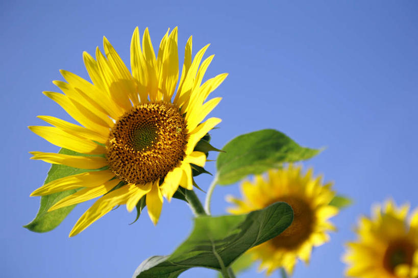 无人,横图,室外,白天,仰视,爱情,旅游,度假,幸福,美景,太阳,向日葵,东京,日本,亚洲,三朵,一排,阴影,整齐,盛开,光线,影子,景观,云,云朵,花蕾,云彩,娱乐,花,花瓣,花朵,鲜花,排列,黄色,蓝色,白云,蓝天,天空,阳光,自然,天,花苞,花蕊,享受,休闲,景色,放松,队列,自然风光,光辉,东亚,沉默,忠诚,本州,关东地方,本州岛,日本国,东京都,勇敢,投缘,爱慕,高傲,朝阳花,葵花,望日莲,向阳花,转日莲,彩图,低角度拍摄