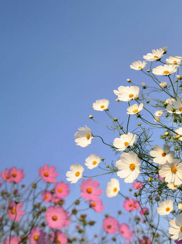 无人,竖图,室外,白天,仰视,旅游,度假,快乐,幸福,美景,日本,亚洲,阴影,盛开,光线,影子,景观,玛格丽特,千叶县,花蕾,娱乐,雏菊,花,花瓣,花朵,鲜花,蓝色,白色,蓝天,天空,阳光,自然,天,花苞,花蕊,享受,休闲,菊花,景色,放松,活力,晴朗,希望,坚强,自然风光,和平,东亚,离别,本州,万里无云,关东地方,本州岛,日本国,延命菊,幸福花,春菊,马兰头花,千叶,暗恋,纯情,单恋,天真,晴空,晴空万里,彩图,低角度拍摄,愉快