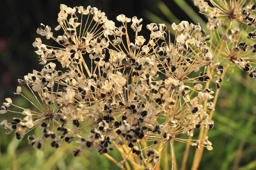无人,横图,俯视,室外,特写,白天,旅游,度假,草地,草坪,美景,植物,日本,亚洲,许多,阴影,朦胧,模糊,盛开,光线,影子,景观,千叶县,花蕾,娱乐,草,花,花瓣,花朵,鲜花,黄色,绿色,阳光,自然,花苞,花蕊,享受,休闲,景色,放松,自然风光,东亚,本州,关东地方,本州岛,日本国,千叶,彩图,高角度拍摄