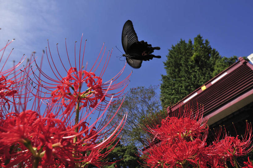 无人,横图,室外,白天,仰视,旅游,度假,草地,草坪,美景,植物,蝴蝶,日本,亚洲,阴影,盛开,飞行,光线,昆虫,影子,景观,云,云朵,千叶县,花蕾,云彩,娱乐,草,花,花瓣,花朵,鲜花,树,树木,一只,红色,蓝色,绿色,黑色,白云,蓝天,天空,阳光,自然,动物,天,花苞,花蕊,享受,休闲,景色,放松,生长,成长,自然风光,益虫,东亚,本州,关东地方,本州岛,日本国,蜘蛛百合,千叶,笹蟹百合,螫蟹花,水鬼蕉,蜘蛛兰,天生丽质,彩图,低角度拍摄