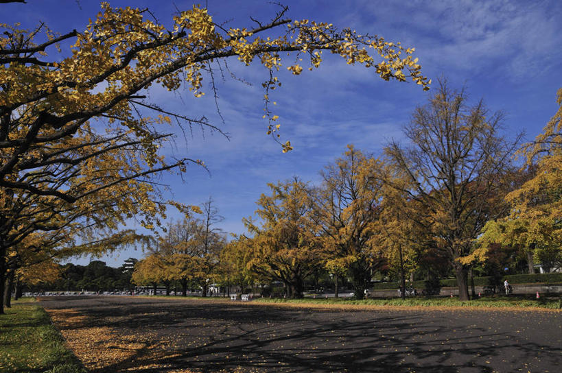 无人,家,横图,室外,白天,正面,度假,草地,草坪,美景,植物,城市风光,城市,道路,路,公路,东京,阴影,光线,影子,房屋,屋子,景观,云,云朵,交通,云彩,娱乐,楼房,住宅,草,树,树木,蓝色,绿色,白云,蓝天,天空,阳光,自然,天,享受,休闲,景色,放松,生长,成长,本州,关东地方,本州岛,东京都,马路,彩图,房子